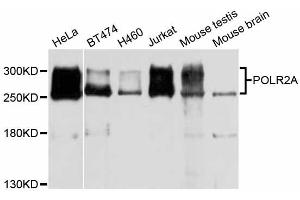 Western blot analysis of extracts of various cell lines, using POLR2A antibody (ABIN5998562) at 1/1000 dilution. (POLR2A/RPB1 anticorps)