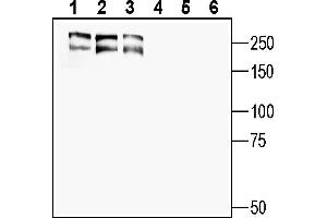 Western blot analysis of human  MG glioblastoma cell line lysate (lanes 1 and 4), human  breast adenocarcinoma (lanes 2 and 5) and human 1311N1 astrocytoma cell line lysate (lanes 3 and 6):1-3. (MEGF10 anticorps  (Extracellular))