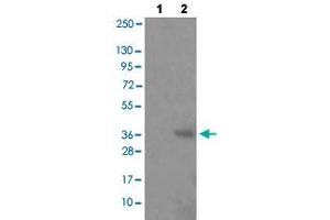 Western blot analysis of Lane 1: antigen-specific peptide treated JK cells, Lane 2: JK cells with HNRNPD (phospho S83) polyclonal antibody  at 1:500-1:1000 dilution. (HNRNPD/AUF1 anticorps  (pSer83))
