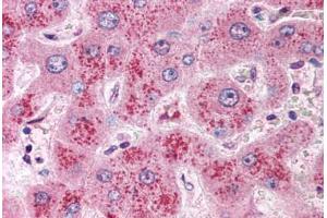 Anti-WNT11 antibody  ABIN1049471 IHC staining of human liver.