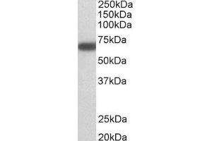ABIN2562733 (1µg/ml) staining of Mouse Brain lysate (35µg protein in RIPA buffer).