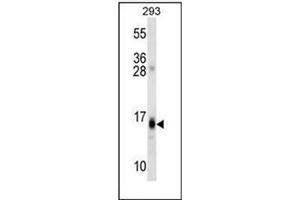 Western blot analysis of RGS8 Antibody (N-term) in 293 cell line lysates (35ug/lane). (RGS8 anticorps  (N-Term))