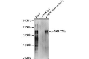 Immunoprecipitation analysis of 200 μg extracts of A-431 cells, using 3 μg Phospho-EGFR-T669 pAb (ABIN3019460, ABIN3019461, ABIN3019462 and ABIN6225383). (EGFR anticorps  (pThr669))