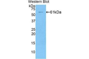 Western Blotting (WB) image for anti-Fibrinogen-Like 1 (FGL1) (AA 23-314) antibody (ABIN1858888)
