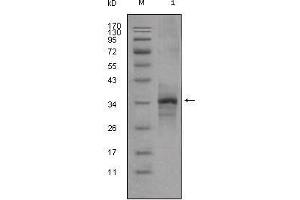 Western Blot showing Myostatin antibody used against truncated Myostatin-His recombinant protein (1).