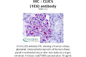 Image no. 1 for anti-Chloride Intracellular Channel 5 (CLIC5) (AA 91-191) antibody (ABIN1723915) (CLIC5 anticorps  (AA 91-191))