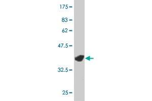 Western Blot detection against Immunogen (36.