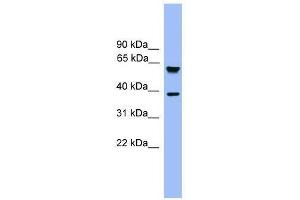 FBXL12 antibody used at 0. (FBXL12 anticorps  (C-Term))