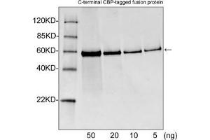 Western blot analysis of CBP tagged fusion proteins expressed in E. (CBP Tag anticorps)