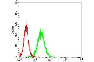 Flow cytometric analysis of Hela cells using RBL2 mouse mAb (green) and negative control (red). (p130 anticorps  (AA 939-1139))