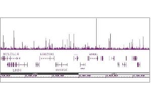 HNF-3a / FOXA1 antibody (mAb) tested by ChIP-Seq.