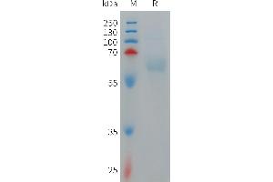 Human PILRA Protein, hFc Tag on SDS-PAGE under reducing condition.