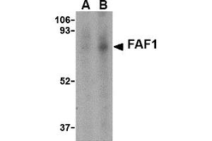 Western Blotting (WB) image for anti-Fas (TNFRSF6) Associated Factor 1 (FAF1) (C-Term) antibody (ABIN1030385) (FAF1 anticorps  (C-Term))