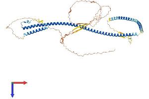AlphaFold protein structure predicition of Human Recombinant POF1B Protein, UniprotID Q8WVV4