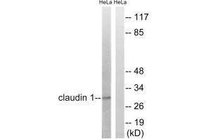Western blot analysis of extracts from HeLa cells, treated with Hu (2nM, 24hours), using Claudin 1 (Ab-210) antibody.