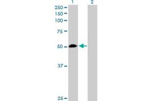 Western Blot analysis of WARS expression in transfected 293T cell line by WARS MaxPab polyclonal antibody. (WARS anticorps  (AA 1-471))