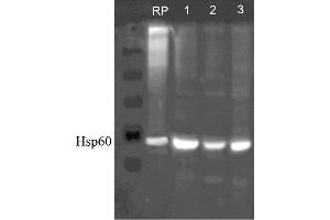 Western blot analysis of Human, Dog, Mouse SKBR3, MDCK, and MEF cell line lysates showing detection of HSP60 protein using Rabbit Anti-HSP60 Polyclonal Antibody (ABIN863185 and ABIN863186). (HSPD1 anticorps)