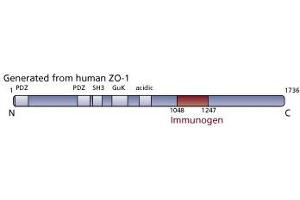 Image no. 3 for anti-Tight Junction Protein 1 (TJP1) (AA 1048-1247) antibody (ABIN968283) (TJP1 anticorps  (AA 1048-1247))