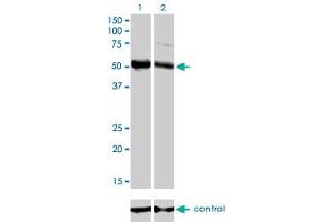Western blot analysis of FOXA2 over-expressed 293 cell line, cotransfected with FOXA2 Validated Chimera RNAi (Lane 2) or non-transfected control (Lane 1). (FOXA2 anticorps  (AA 363-457))