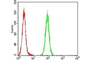 Flow cytometric analysis of Hela cells using WT1 mouse mAb (green) and negative control (red). (WT1 anticorps  (AA 1-181))