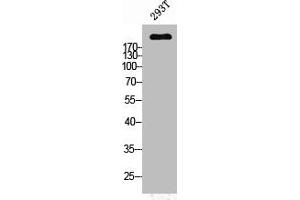 Western Blot analysis of 293T cells using PTPζ Polyclonal Antibody (PTPRZ1 anticorps  (N-Term))