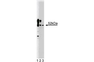 Western Blotting (WB) image for anti-Calcium/calmodulin-Dependent Protein Kinase II alpha (CAMK2A) (AA 448-460) antibody (ABIN968458)