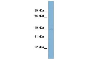 WB Suggested Anti-A4GALT Antibody Titration:  0. (A4GALT anticorps  (Middle Region))