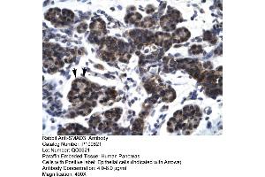 Human Pancrease (SMAD3 anticorps  (N-Term))