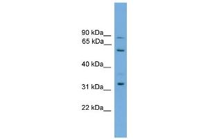 WB Suggested Anti-PTDSS2 Antibody Titration:  0. (PTDSS2 anticorps  (Middle Region))