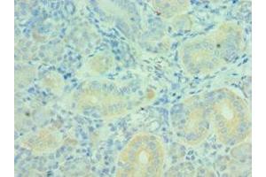 Immunohistochemistry of paraffin-embedded human pancreatic tissue using ABIN7160627 at dilution of 1:100