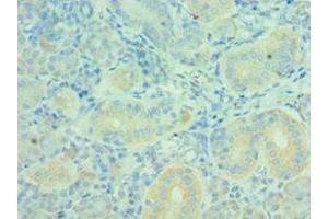 Immunohistochemistry of paraffin-embedded human pancreatic tissue using ABIN7160627 at dilution of 1:100 (MTM1 anticorps  (AA 484-603))