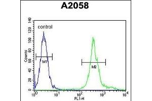 MRPS24 Antibody (Center) (ABIN654454 and ABIN2844188) flow cytometric analysis of  cells (right histogram) compared to a negative control cell (left histogram). (MRPS24 anticorps  (AA 21-50))