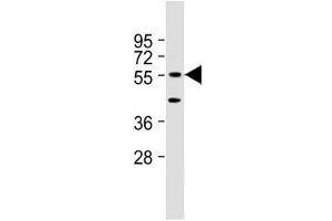Western blot testing of mouse NIH3T3 cell lysate with DNAJC3 antibody at 1:2000. (DNAJC3 anticorps  (AA 189-223))
