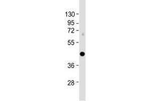 IRF9 antibody western blot analysis in mouse NIH3T3 cell lysate. (IRF9 anticorps  (AA 75-104))