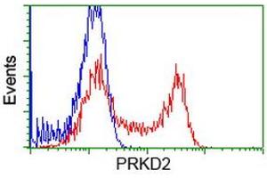 Image no. 3 for anti-Protein Kinase D2 (PKD2) antibody (ABIN1500413) (PKD2 anticorps)