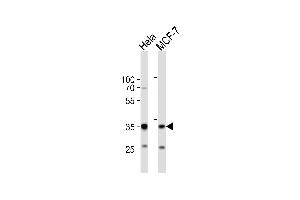 Western blot analysis of lysates from Hela, MCF-7 cell line (from left to right), using SNAI1 Antibody (N-term R8) (ABIN388812 and ABIN2839130). (SNAIL anticorps  (N-Term))