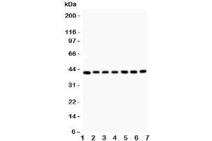 Western blot testing of Decorin antibody and Lane 1:  rat liver;  2: (r) kidney;  3: (r) spleen;  4: (r) lung;  5: human MCF-7;  6: (h) SW620;  7: (h) HEPG2 (Decorin anticorps  (AA 31-359))