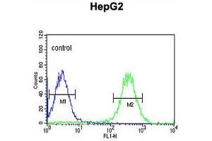 ARSI Antibody (C-term) flow cytometric analysis of HepG2 cells (right histogram) compared to a negative control cell (left histogram). (Arylsulfatase I anticorps  (C-Term))