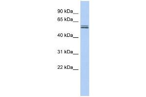 BTN2A1 antibody used at 1 ug/ml to detect target protein. (BTN2A1 anticorps  (N-Term))