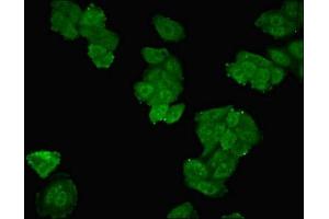Immunofluorescent analysis of HepG2 cells using ABIN7169860 at dilution of 1:100 and Alexa Fluor 488-congugated AffiniPure Goat Anti-Rabbit IgG(H+L)