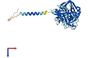 AlphaFold protein structure predicition of Human Recombinant TMPRSS11F Protein, UniprotID Q6ZWK6