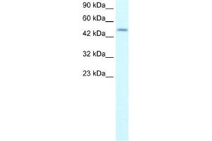 WB Suggested Anti-ALX4 Antibody Titration:  0. (ALX4 anticorps  (N-Term))