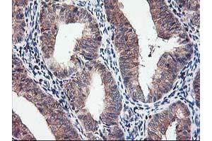 Image no. 2 for anti-Chromosome X Open Reading Frame 26 (CXorf26) antibody (ABIN1497690) (CXorf26 anticorps)