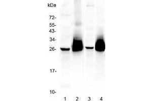 Western blot testing of 1) mouse brain, 2) (m) thymus, 3) (m) lung, and 4) rat thymus lysate with CD90 antibody. (CD90 anticorps)
