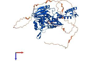 AlphaFold protein structure predicition of Human Recombinant RIOX1 Protein, UniprotID Q9H6W3