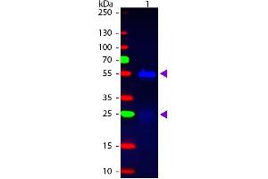Western blot of Fluorescein conjugated Donkey Anti-Rabbit IgG Pre-Adsorbed secondary antibody. (Âne anti-Lapin IgG (Heavy & Light Chain) Anticorps (FITC) - Preadsorbed)