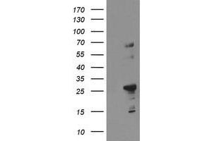Image no. 1 for anti-Spastic Paraplegia 7 (SPG7) (AA 300-573) antibody (ABIN1491376) (SPG7 anticorps  (AA 300-573))