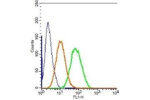 Human HepG2 cells probed with Rabbit Anti-CK7 Polyclonal Antibody, FITC Conjugated .
