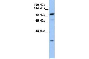 WB Suggested Anti-AP2B1 Antibody Titration: 0. (AP2B1 anticorps  (C-Term))