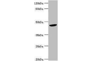 Western blot All lanes: BCKDK antibody at 5 μg/mL + Hela whole cell lysate Secondary Goat polyclonal to rabbit IgG at 1/10000 dilution Predicted band size: 47, 38, 42 kDa Observed band size: 47 kDa (BCKDK anticorps  (AA 153-412))